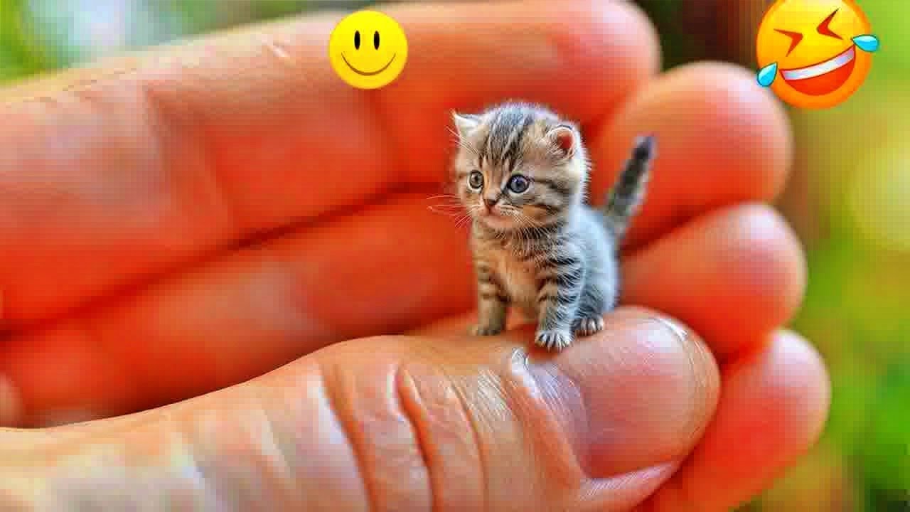 Best Funny Dogs and Cats Videos😸🐶Funniest Animal videos 2026😽