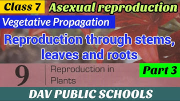 DAV class 7 science chapter 9 Reproduction in plants