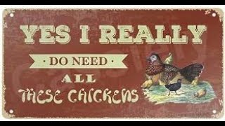 Chicken Every Day by CENLA Backyard Chickens 1,769 views 4 months ago 17 minutes