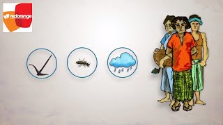 Animation on IDSS