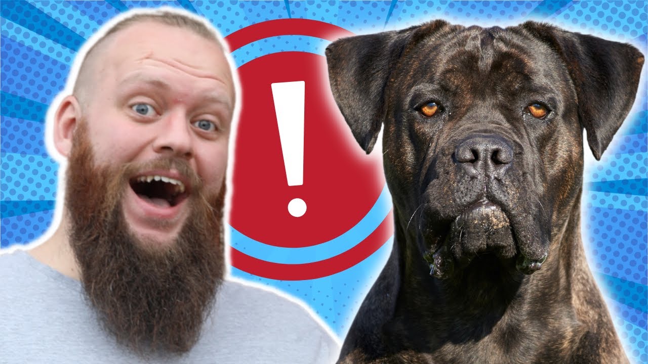 HOW TO STOP YOUR CANE CORSO FROM BARKING