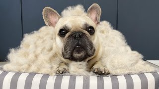 The Hardest Part Of Owning A French Bulldog **SHOCKING