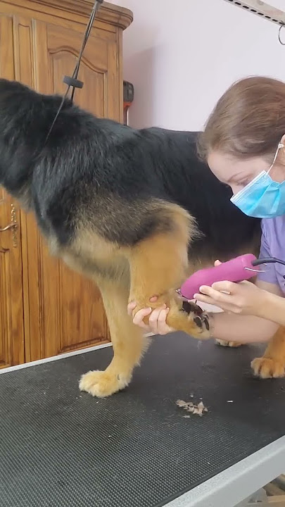 Bath and trim on German Shepherd mix