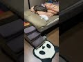 犬を呼んでも来ないので見に行ったら… #shorts #マルチーズ犬 #可愛い犬