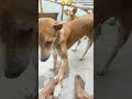 kutte ke sath masti bhare baten। Pyara kutta।cute dog loving playing and injoy funny talking#shorts