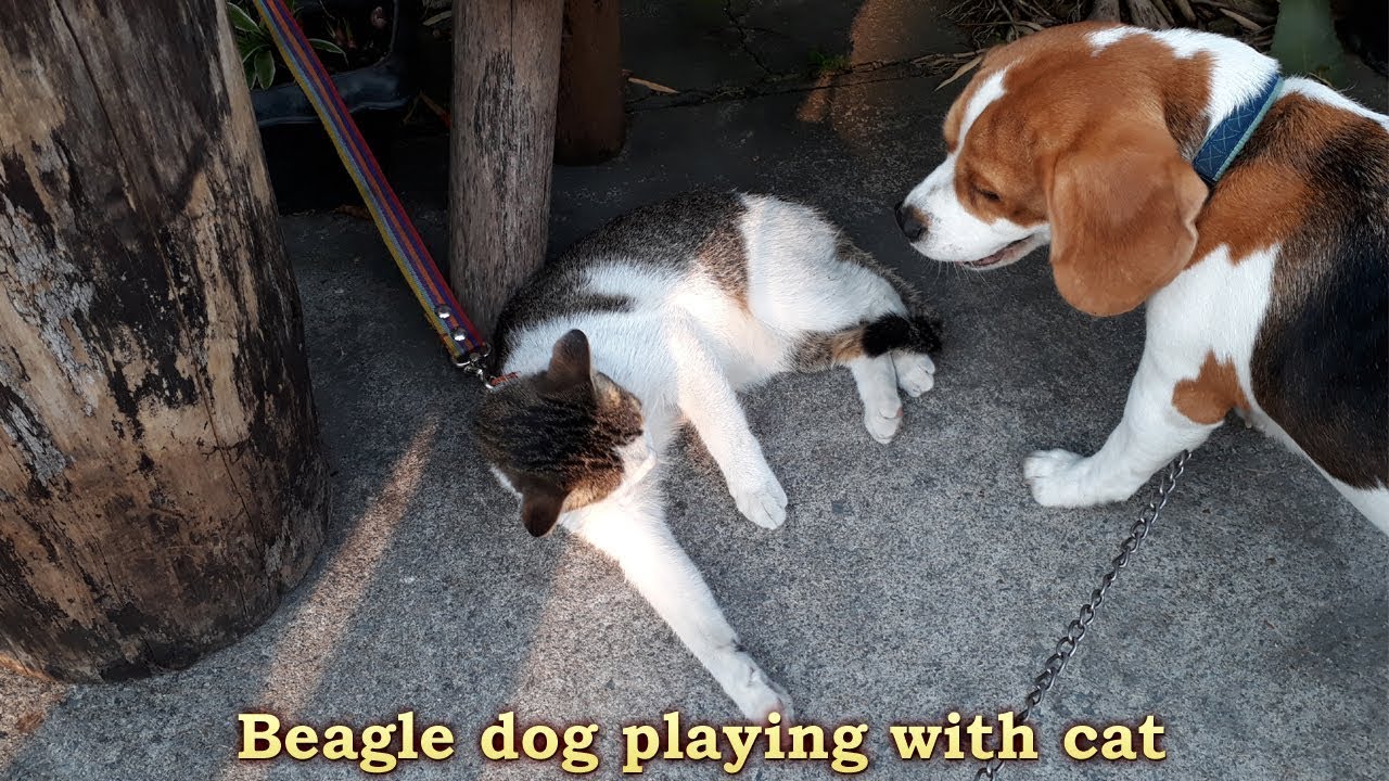 beagle and cats