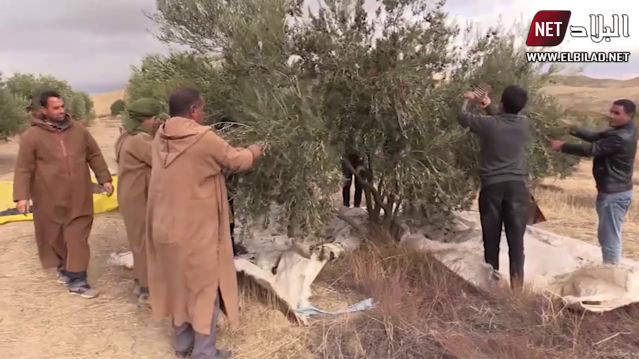 موسم جني الزيتون في الجزائر.. تقاليد راسخة وتضامن بين العائلات