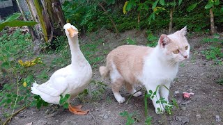 I followed cat and duck on a date in a cassava garden. Cute animals videos