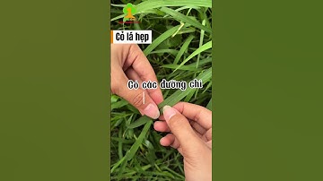 Phân biệt cỏ lá rộng và cỏ lá hẹp  #agrionecoltd #Grasidim240ec #Raumau #nongnghiep #Xuhuong #viral