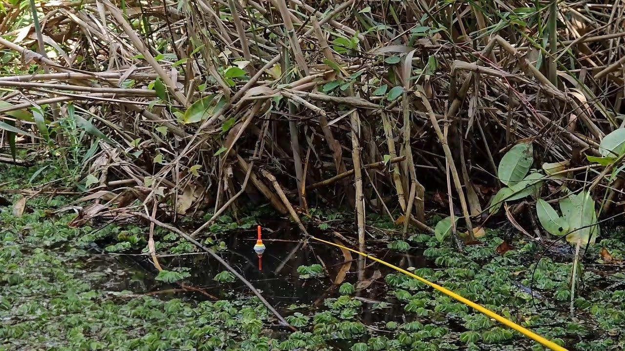 Nonstop!! Peluang strike pemancing ini gak ada habisnya 