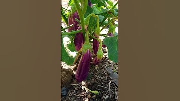 Trồng cà tím dễ ơi là dễ luôn mọi người ơi #giannhanho #thinhhanh #xuhuong