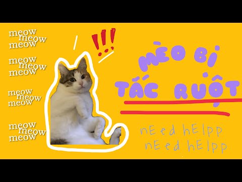 Video: Tắc Ruột ở Mèo
