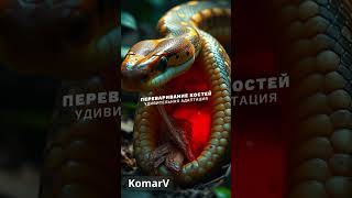 У питонов обнаружен новый тип клеток, позволяющий переваривать кости 😮 #shorts