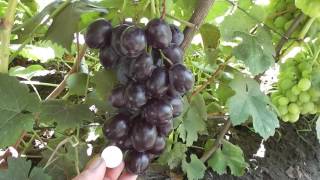 Черный ворон и Красная планета - новая гибридная форма винограда Голуба Анатолия Алексеевича