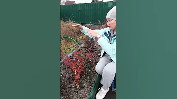 Готовим голубику к зиме!