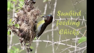 Sunbird | MCC Lake | Madras Christian College | Panasonic Lumix GH5 | Bird Photography