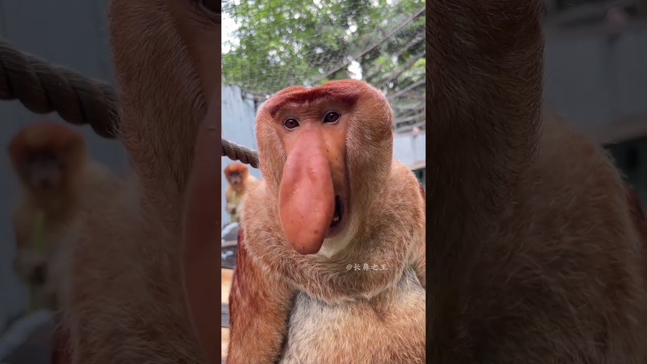 Macaco narigudo❤️