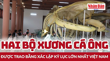 Hai bộ xương cá Ông được Trao bằng xác lập Kỷ lục lớn nhất Việt Nam | Báo Nhân Dân