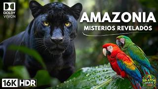 Wild Life Amazon Jungle The Untold of Black Panther In Amazon Forest Discovery Channel