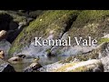 Kennall Vale: A Short Film