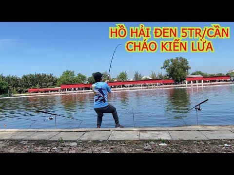 Video GIẢI CÂU CÁ HỒ HẢI ĐEN SÀI GÒN 5TR 1 CẦN, CHÁO KIẾN... - youtube