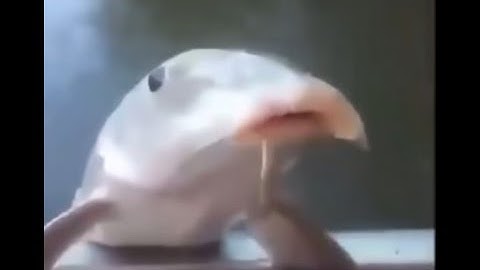 [YBA] A funny KQBTD bug