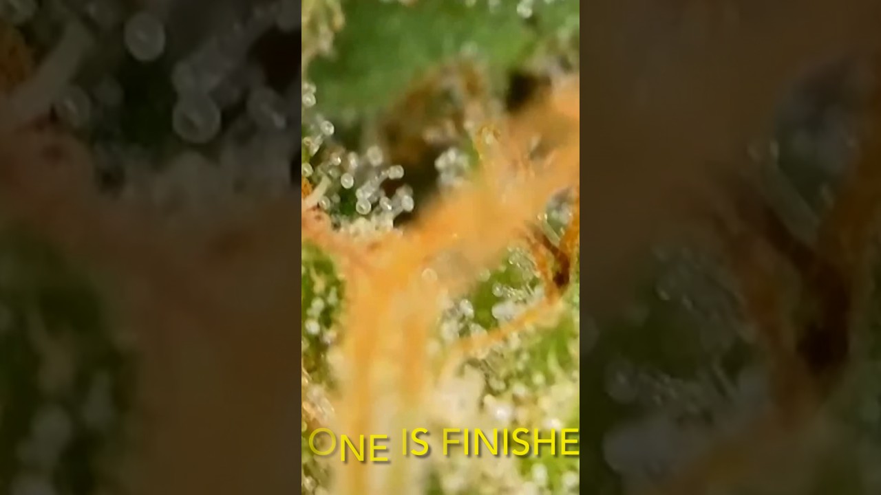 Trichome Inspection Techniques: A Comprehensive Guide