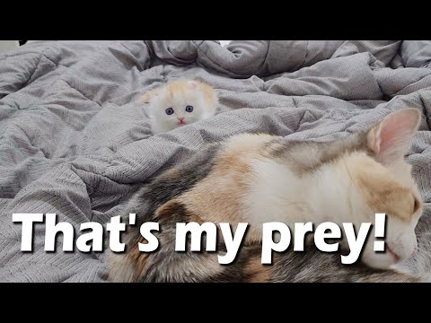 a Little Kitten trying to Hunt a Big Cat│HUGE FIGHT