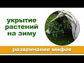 Пять мифов об укрытии растений на зиму, которые могут навредить вашим растениям