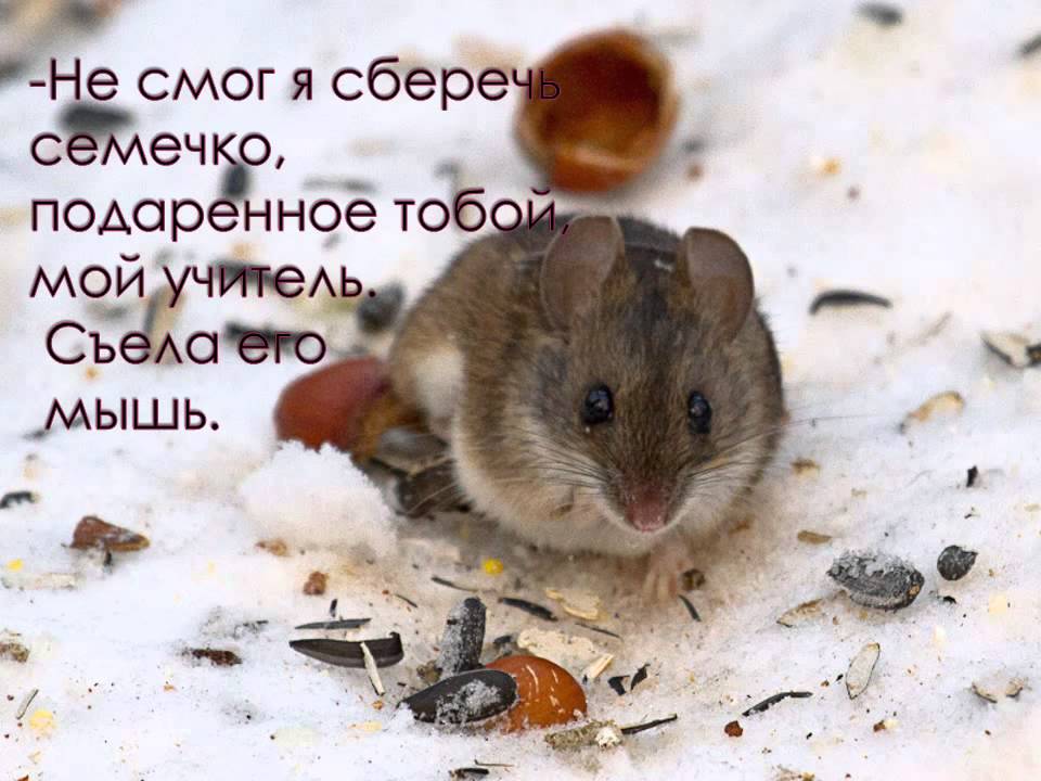 Мыши пробежали предложение. Мышь в снегу. Мышка под снегом. Мышь в снегу бежит. Мышонок бежит по снегу.