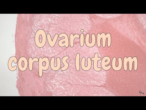 Video: Corpus luteum di ovarium: apa itu