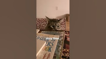 Adorable Big Cute and Fluffy MaineCoon Cat | Meows at Owner | #shorts