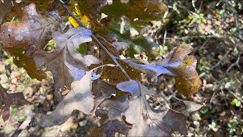Mock scrape and licking branch easy fast nothin fancy. Quick mock scrape with pure whitetail scents