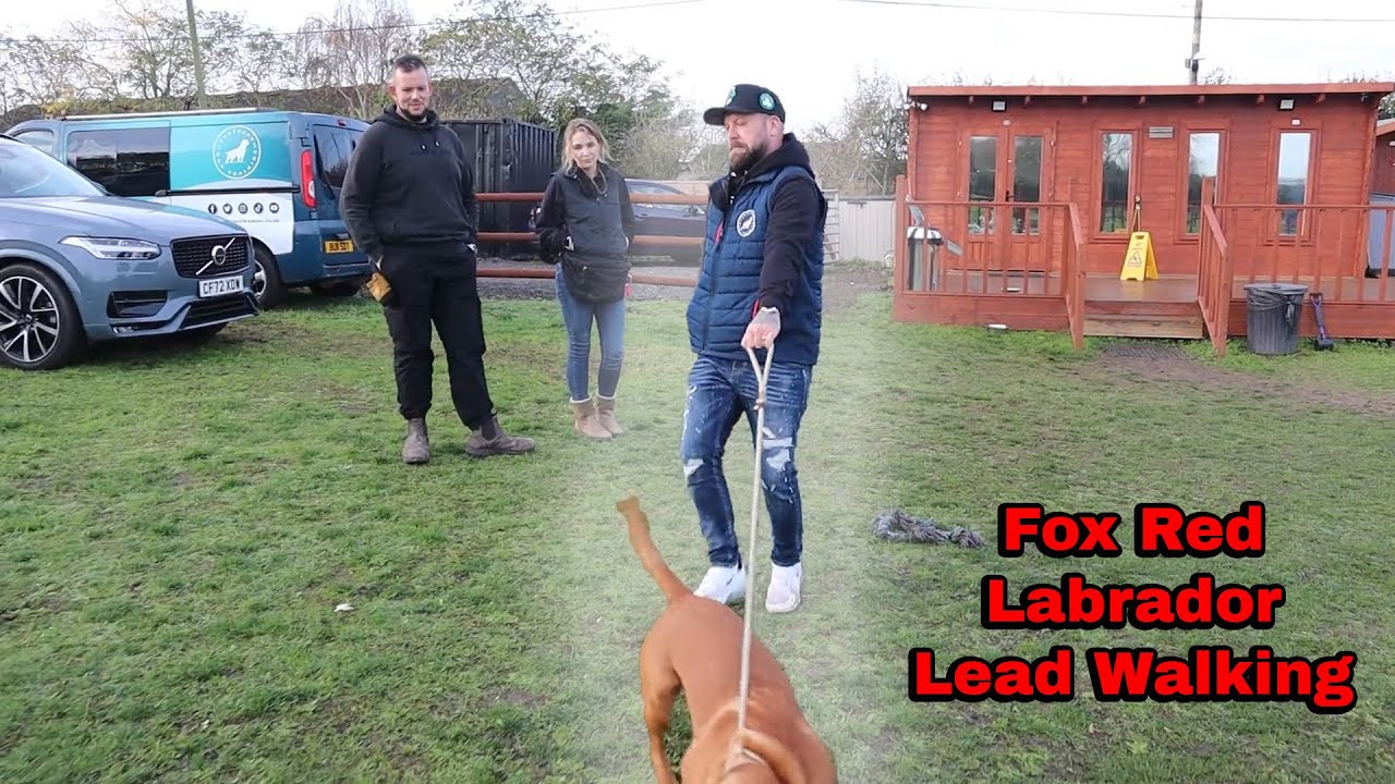 Fox Red Labrador - Lead Walking Special - Professional Dog Trainer