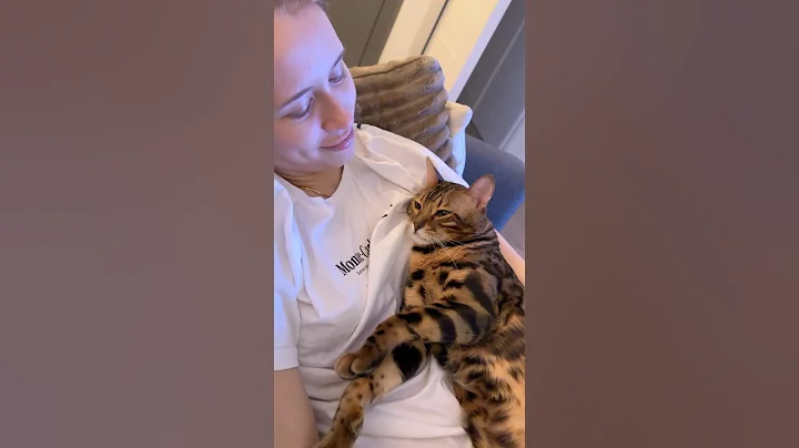 Video 7713281: bengalcat catlover, bengal cat