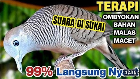 PERKUTUT LOKAL GACOR SUARA PALING AMPUH UNTUK PANCINGAN BUNYI PERANGSANG GACOR BURUNG PERKUTUT