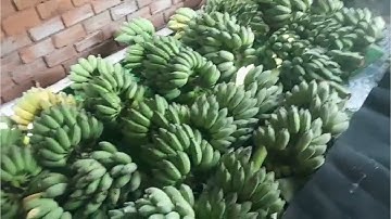 chuối xiêm,Tiền Giang,giá chuối xiêm,tại Tiền Giang,các bạn ủng hộ nhé