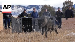 Colorado releases 5 wolves in reintroduction plan