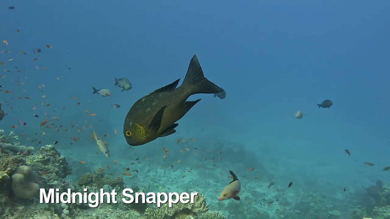 Diving in Fiji on board Nai'a.  October 2025.