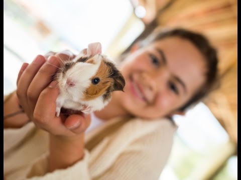 Vídeo: Quin Tipus D’animal Es Pot Mantenir A La Casa Si Hi Ha Un Nadó