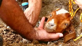 Special Angels Refuse To Give Up And Spend 2 Days Digging Until Goat Is Rescued From Pipe