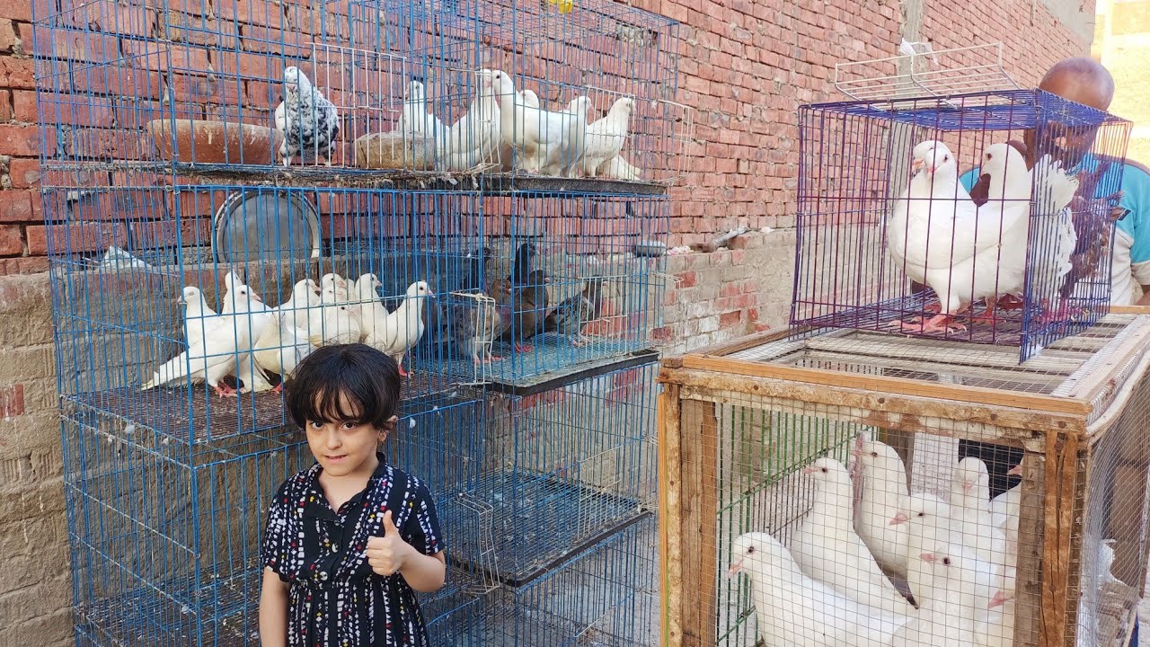 للبيع مجموعه حمام لاحم فرنسي وكرنو وكينج شعبي عم ابراهيم الشوحه 🔥01111524190#العناني