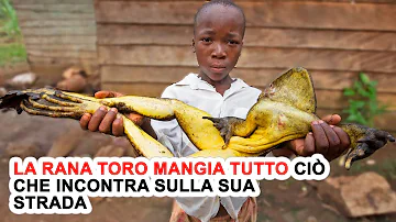 Cosa si può dare da mangiare a una rana?