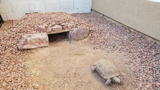 How to Build a Desert Tortoise Burrow