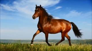 Heyvanlarla Tanish Olaq (Korpe Balalar Ucun) Resimi