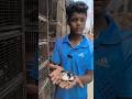 চিনা হাঁসের বাচ্চা ১৫০ টাকা দাম। #shorts #chinaduck #babyducks