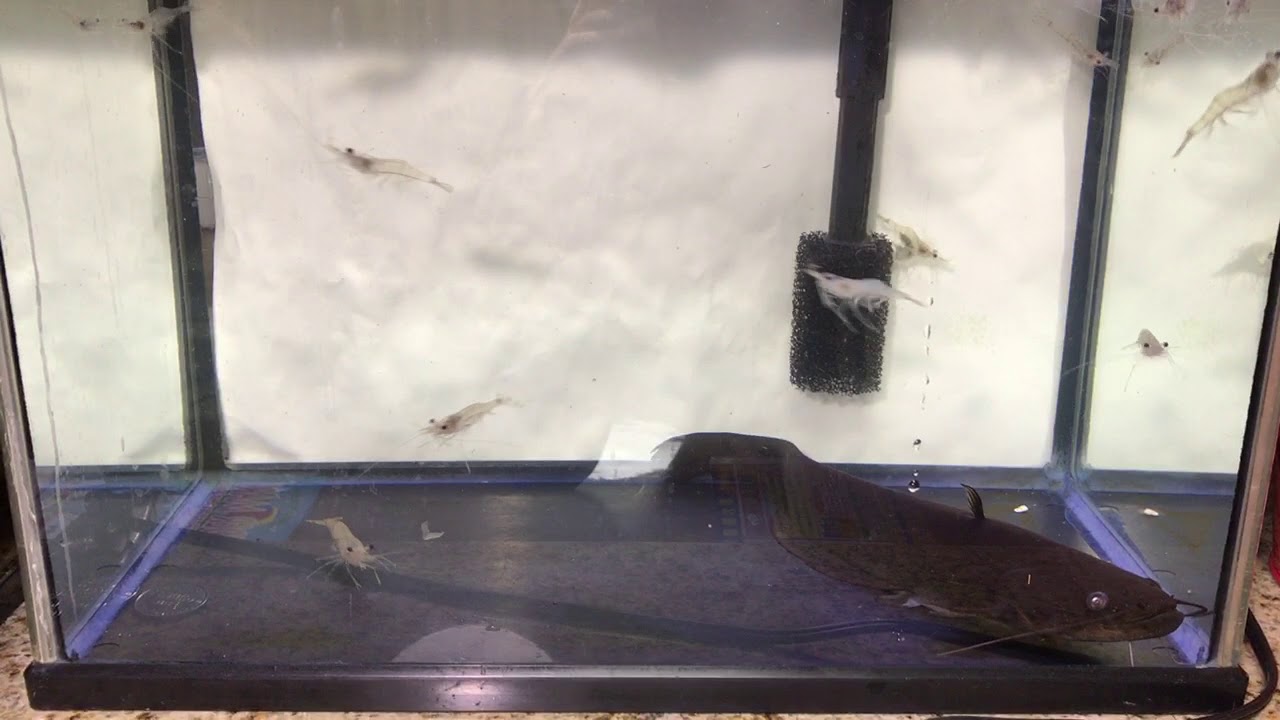 ナマズの水槽に２２匹のエビを投入 Youtube