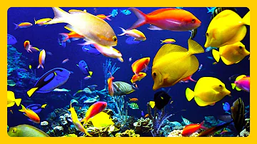 🎧 Stunning Aquarium & The Best Relaxing Music -  SLEEP MUSIC - HD 1080P