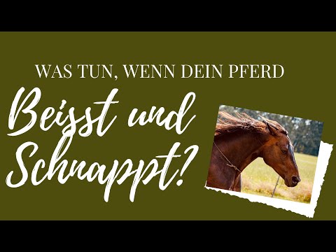 Was tun, wenn Dein Pferd scheinbar grundlos schnappt oder  beißt?