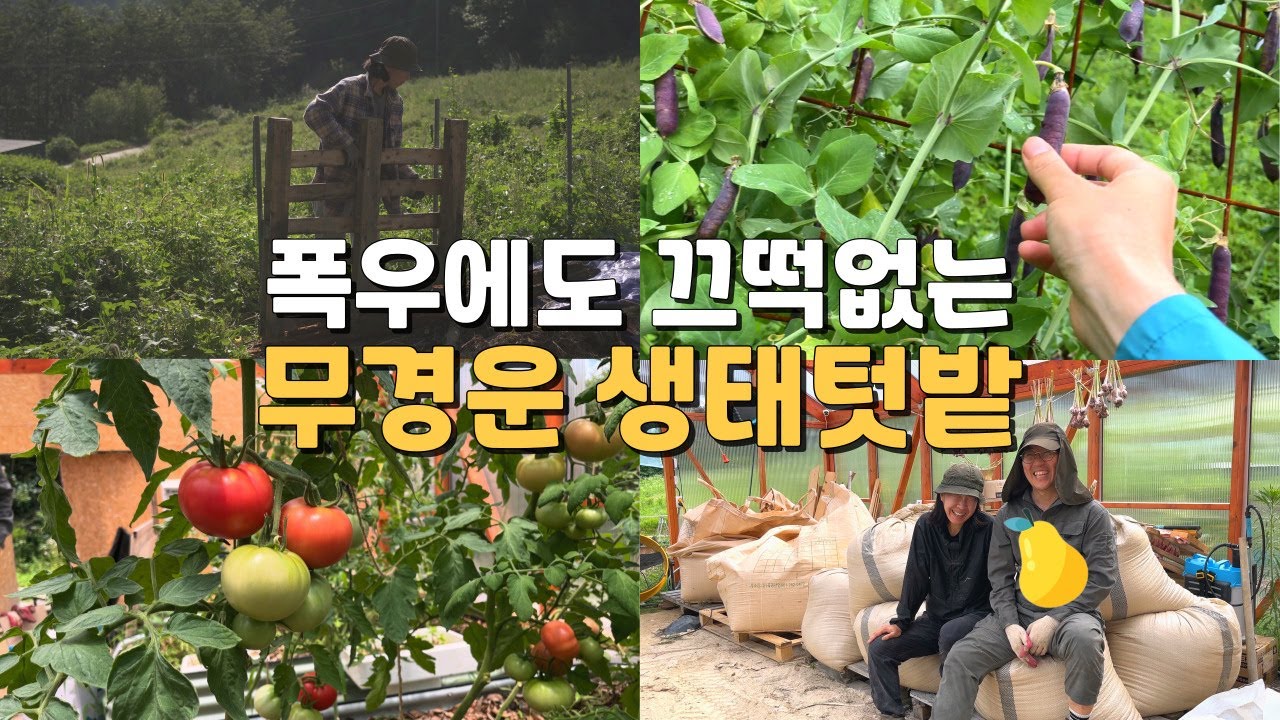 [농사일지27] 장마에도 풀과 함께 잘 자라는 무경운 생태텃밭, 퇴비간 만들기, 미강 저장하기, 삽목하기